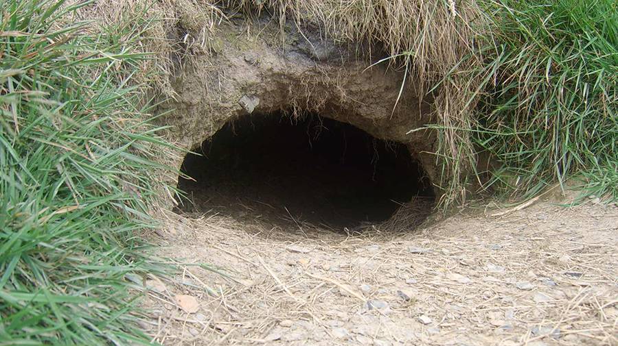 badger sett entrance